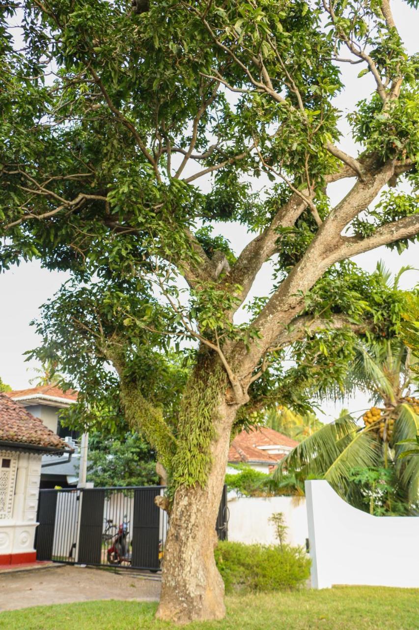 Villa Rosa Blanca Galle Extérieur photo